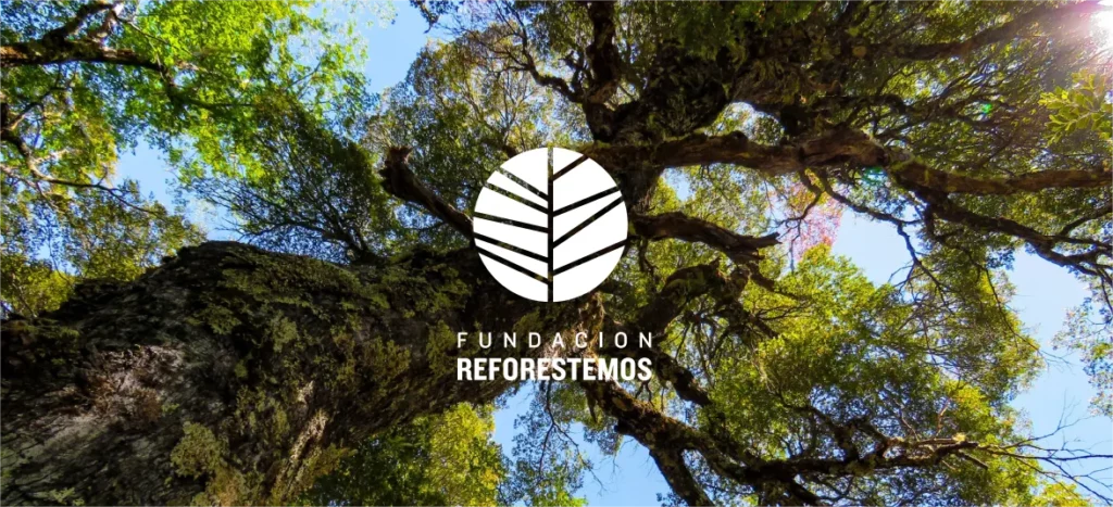 Reforestemos trabaja de manera integral para combatir la deforestación.